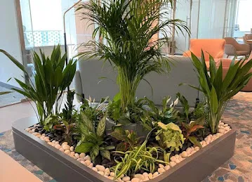 Oxy Green Plants LLC