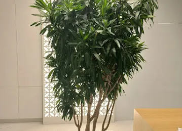 Oxy Green Plants LLC