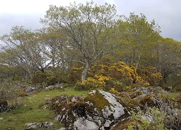 Oxygen supplments Ajman