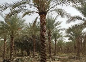 Palm tree Growers | Dubai