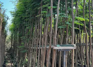 PalmeraLandscapeLLC