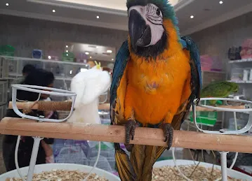 Paradise Birds
