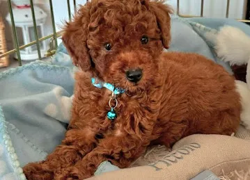 Paradise Pets Trading LLC