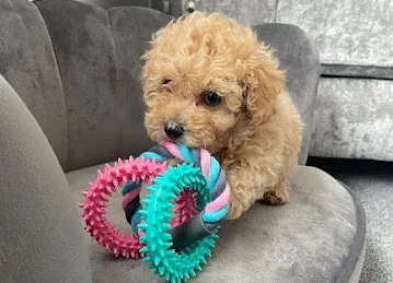 Paradise Pets Trading LLC