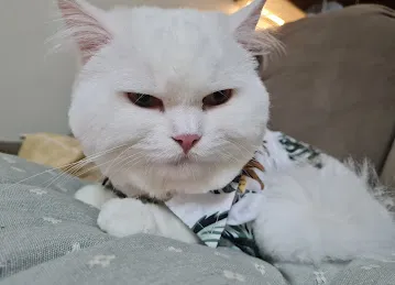 Paw Peace Domestic Pets Grooming