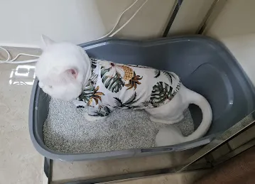 Paw Peace Domestic Pets Grooming