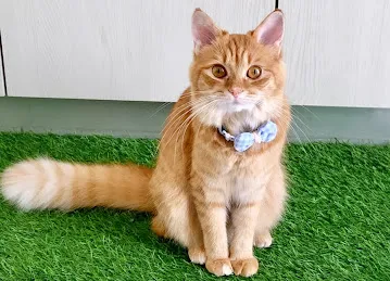 Paw Peace Domestic Pets Grooming