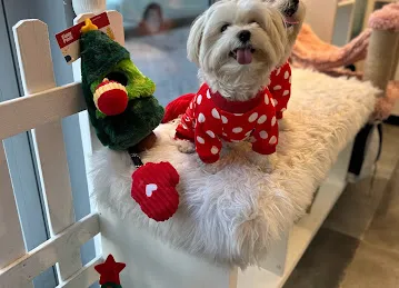 Paws Up Pets Grooming and Store