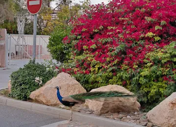 Peacocks