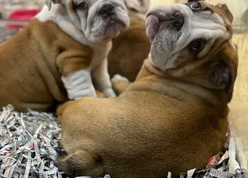 Perfect Pets