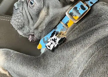 Perfect Pets