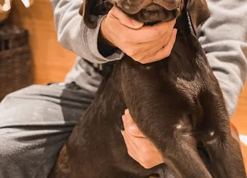 Perfect Pets