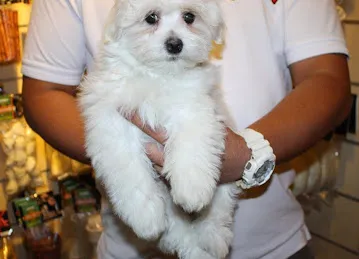 Pet Mania
