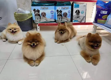 Pet Village