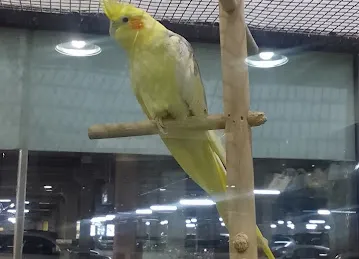 Pets Plus Express