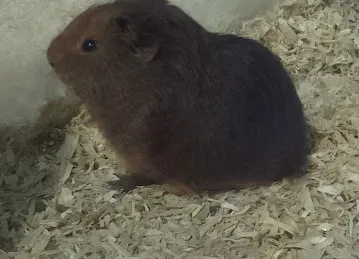 Pets Plus Express