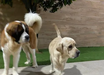 Petsville | Luxury Dog Staycations | Active Daycare | Grooming