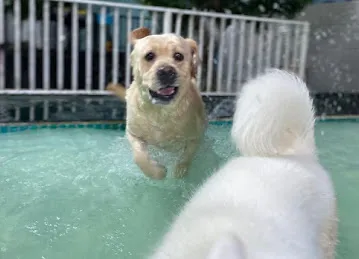 Petsville | Luxury Dog Staycations | Active Daycare | Grooming