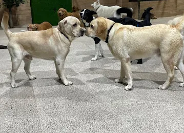 Petsville | Luxury Dog Staycations | Active Daycare | Grooming