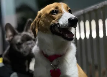 Petsville | Luxury Dog Staycations | Active Daycare | Grooming