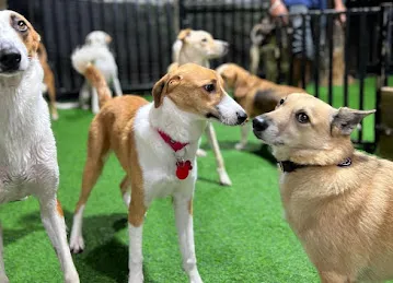 Petsville | Luxury Dog Staycations | Active Daycare | Grooming