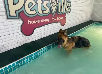Petsville | Luxury Dog Staycations | Active Daycare | Grooming