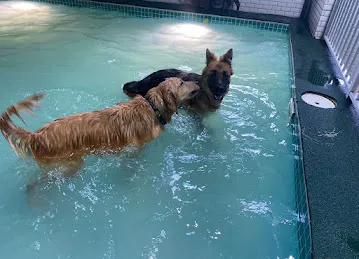 Petsville | Luxury Dog Staycations | Active Daycare | Grooming