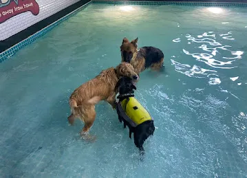 Petsville | Luxury Dog Staycations | Active Daycare | Grooming