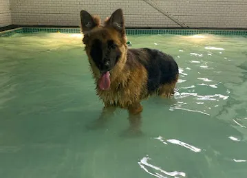 Petsville | Luxury Dog Staycations | Active Daycare | Grooming