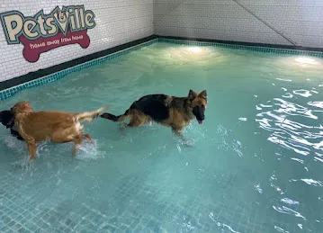Petsville | Luxury Dog Staycations | Active Daycare | Grooming