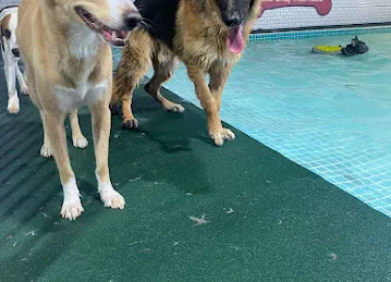 Petsville | Luxury Dog Staycations | Active Daycare | Grooming