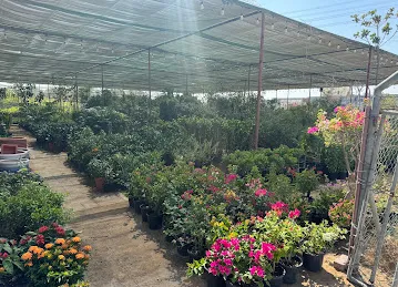 Plant Nursery