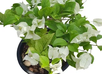 PLANT TO HOME