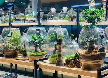 Plante Al Barsha