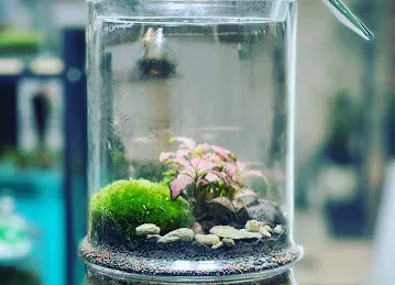 Plante Al Barsha