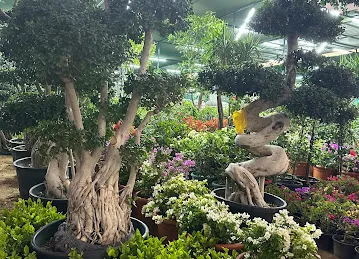 Plante al warsan