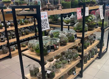 Plante DIP