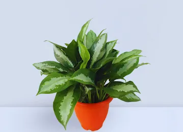 Plantparadisee