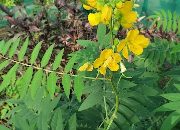Plants and more