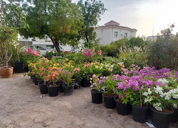 Plants dxb