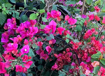 Plants Nursery Shop #25
