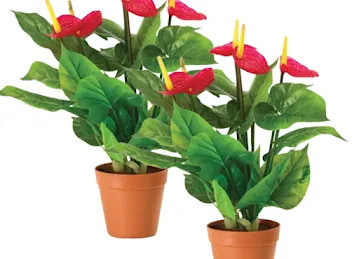 Plantsdubai.online | Best Plants shop in Dubai