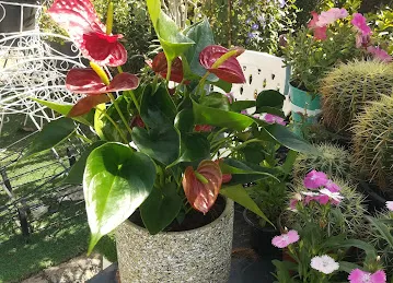 Pots and Plants