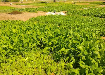 Private Farm