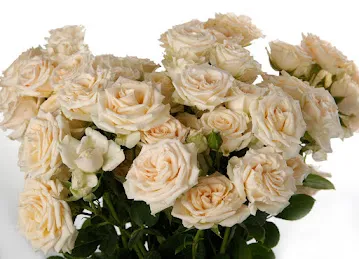 Quality Flowers Trading LLC