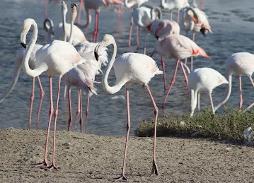 Ras Al Khor Wildlife Sanctuary Entrance