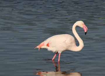 Ras Al Khor Wildlife Sanctuary Entrance