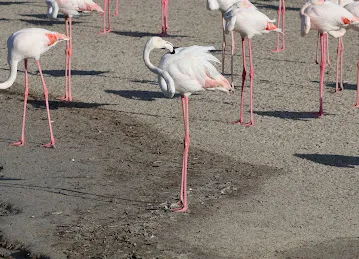 Ras Al Khor Wildlife Sanctuary Entrance