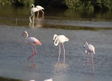 Ras Al Khor Wildlife Sanctuary Entrance