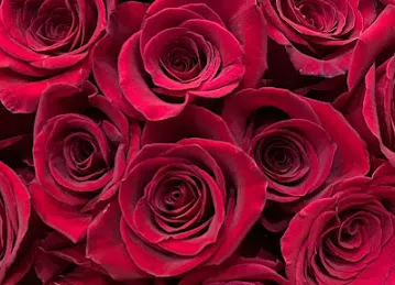 أرض الزهور دبي Rose Land Flower